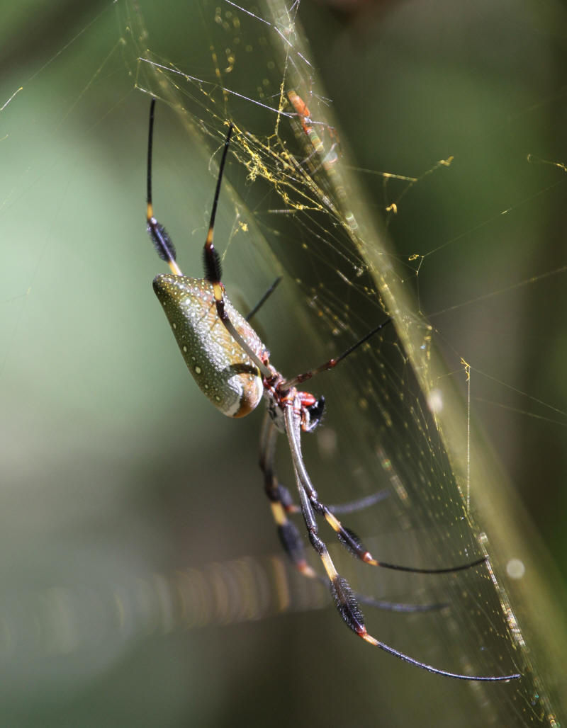 Nephila sp. Panama