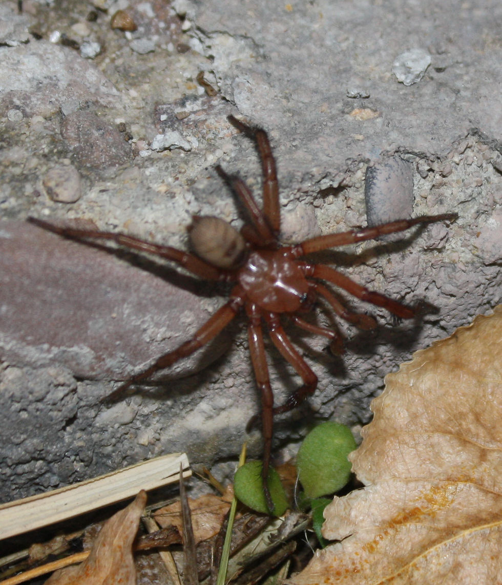 Brown Trapdoor Spider
