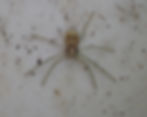 Unidentified Spider