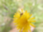 Unidentified Spider