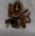 Jumping Spider