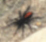 Red Spotted Ant Mimic Spider