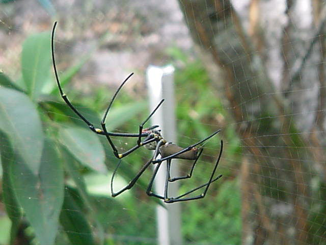Nephila_pilipes