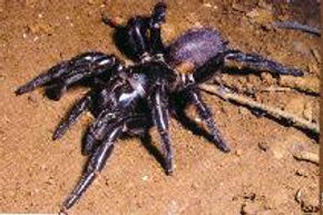 Funnel Web.jpg