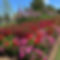 Pink and Red Flowers.jpg