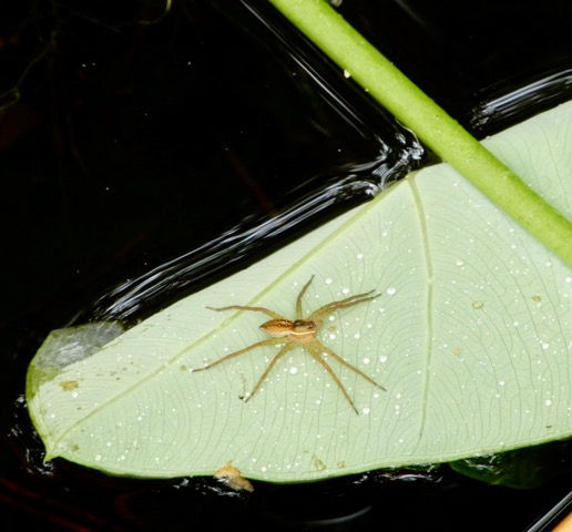 Fishing spider