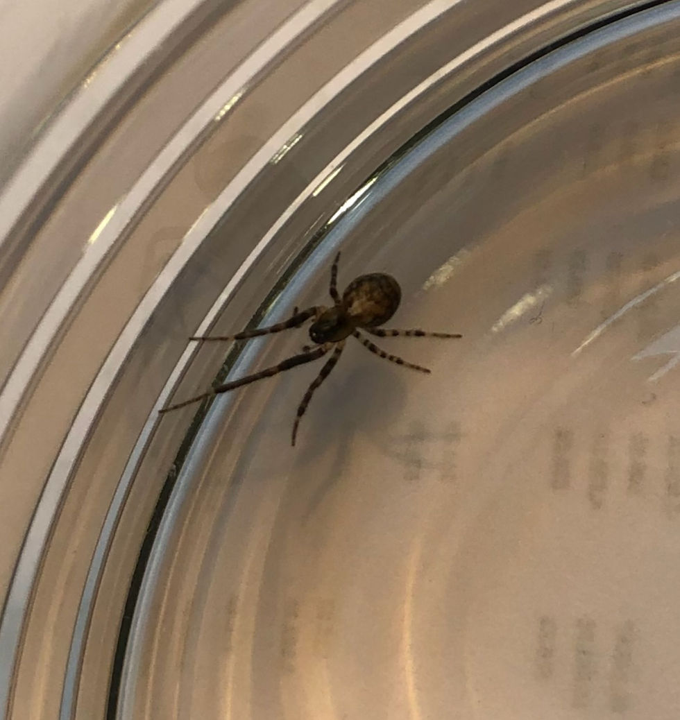 Unidentified spider