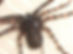 Tailless Whip Scorpion