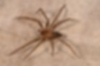 Brown Recluse