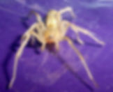 Yellow Sac Spider