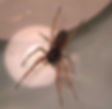 Broad Face Sac Spider