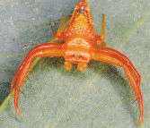 Triangular Spider