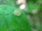 Opilione Species