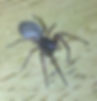 Broad Face Sac Spider