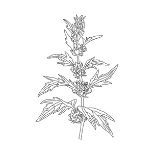 Motherwort Dk Grey.png