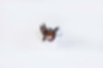 Thumbnail: Owl Mask
