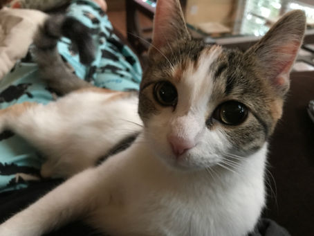 6 things that saved my sanity in 2020