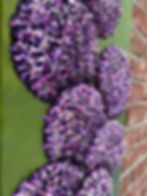 Thumbnail: Allium #1459 (12" x 36")
