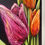 Thumbnail: Petite Blooms - Mixed Tulips (6" x 12")