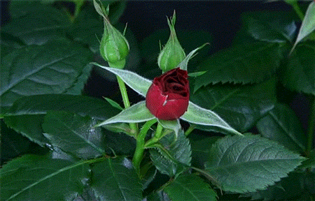 4ccC.gif