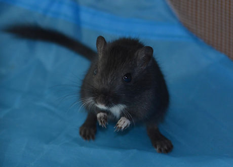 Ella