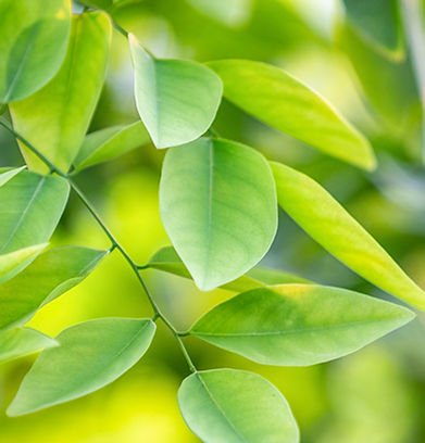 green-leaf-in-the-forest.jpg