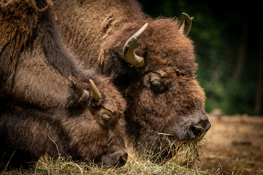 Prairie Stillness — Limited Edition Reservation