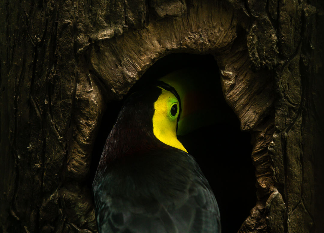 Hidden in the Green — Limited Edition Reservation