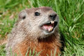 Groundhog
