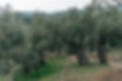 2foodies_oil (188 of 194).jpg