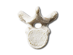 vertebra.