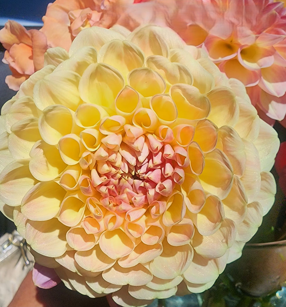 Thumbnail: Crichton Honey Dahlia Tuber for Sale