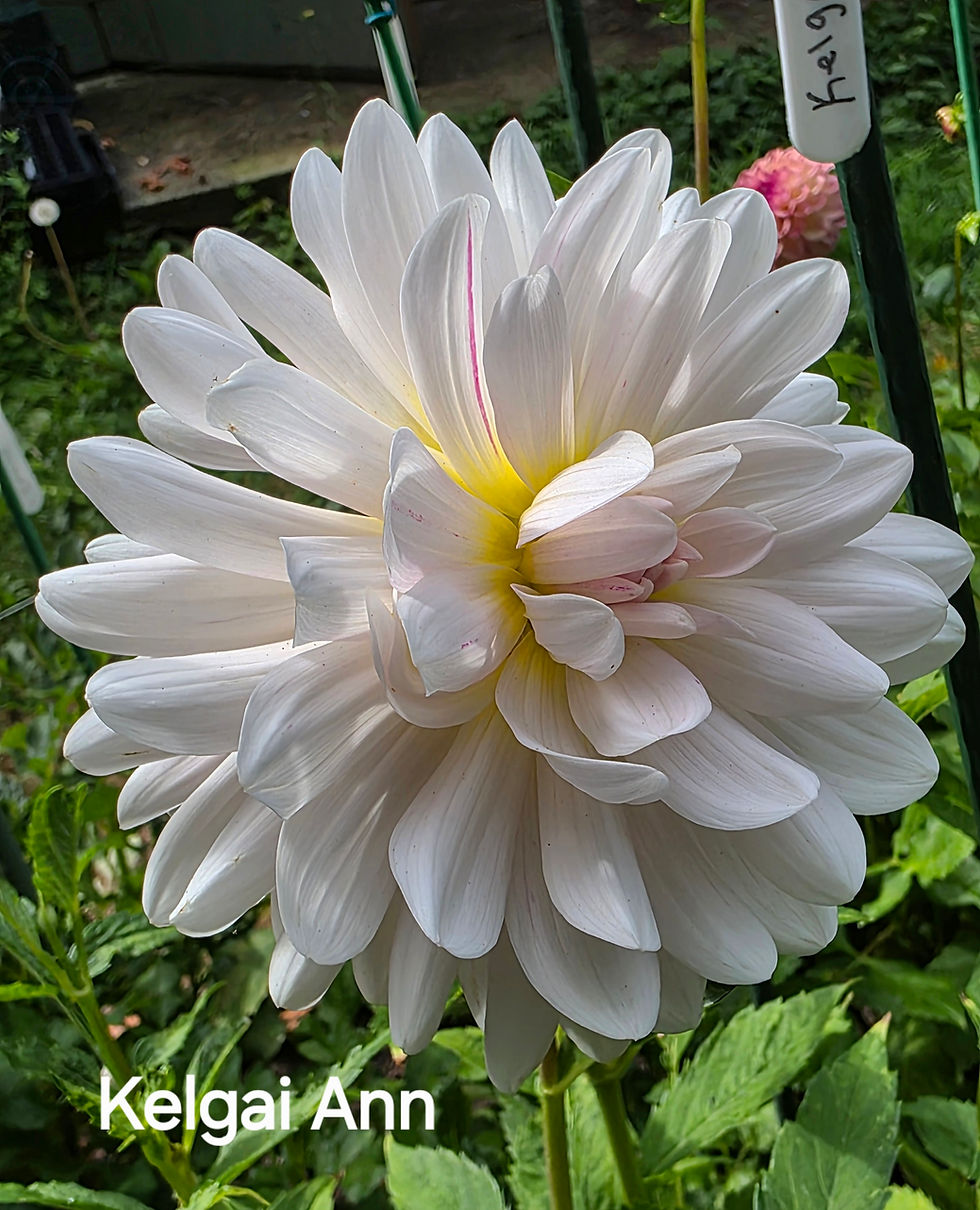 Thumbnail: Kelgai Ann Dahlia Tuber for Sale