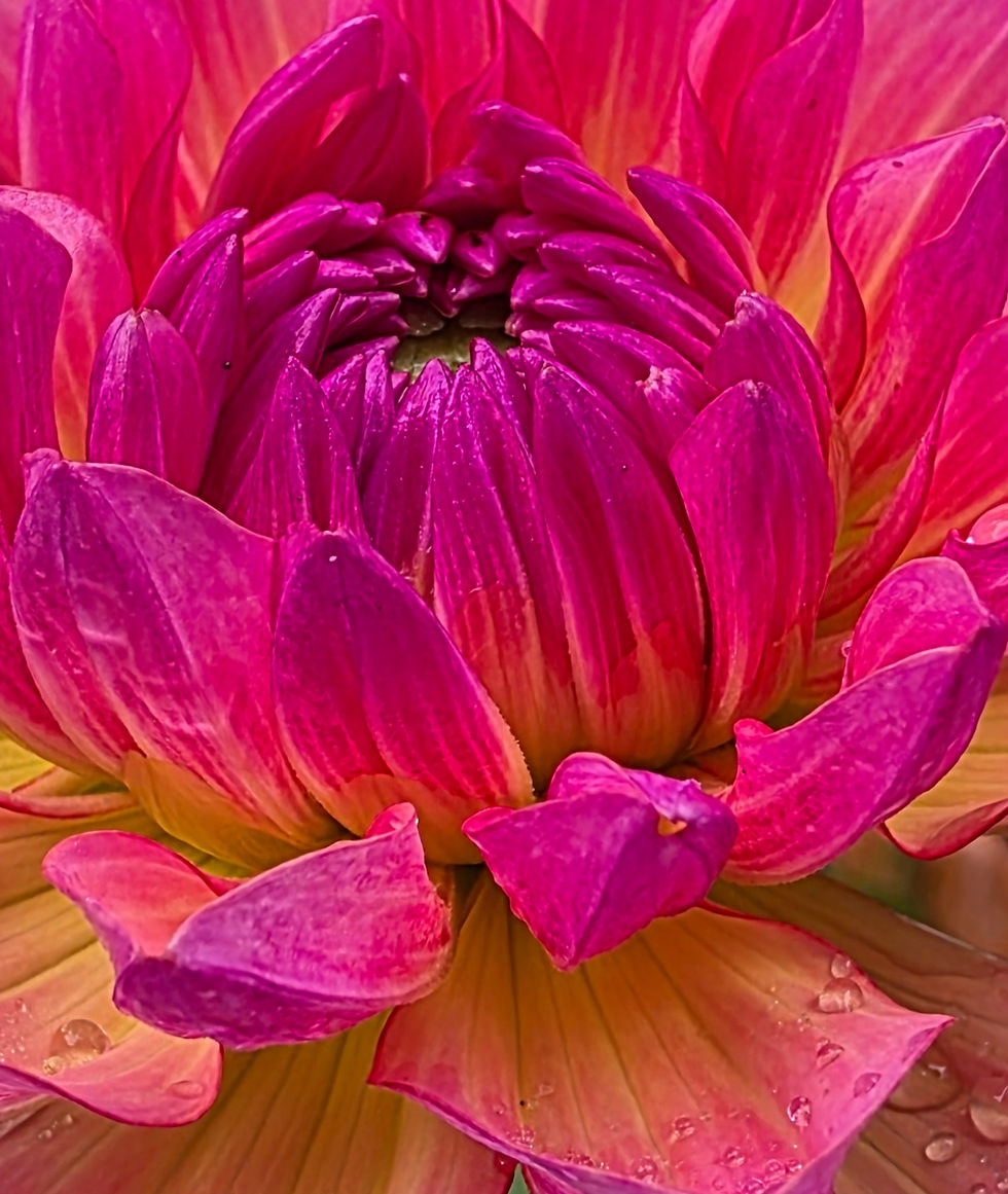 Thumbnail: Sandia Bliss Dahlia Tuber for Sale