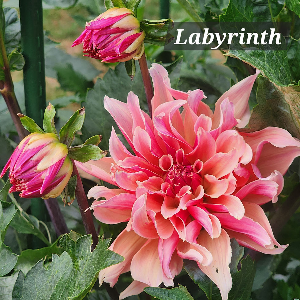 Thumbnail: Labyrinth Dahlia Tuber