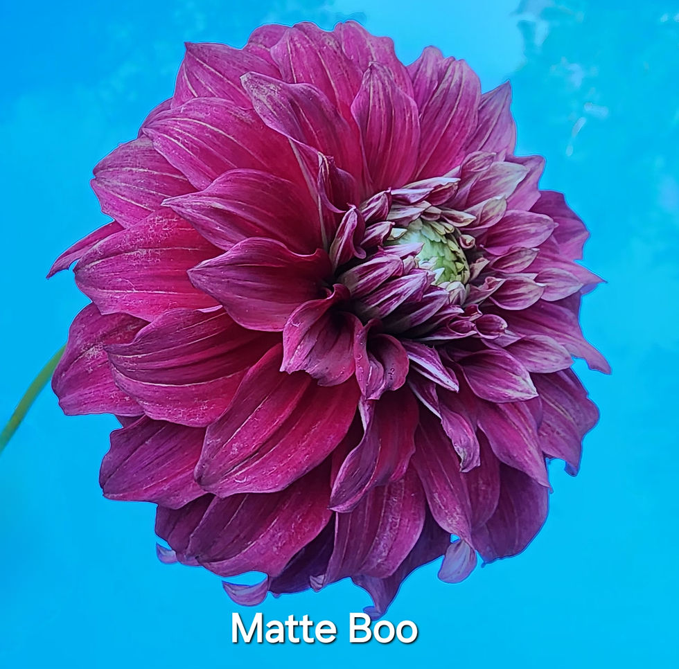 Thumbnail: Matty Boo Dahlia Tuber for Sale