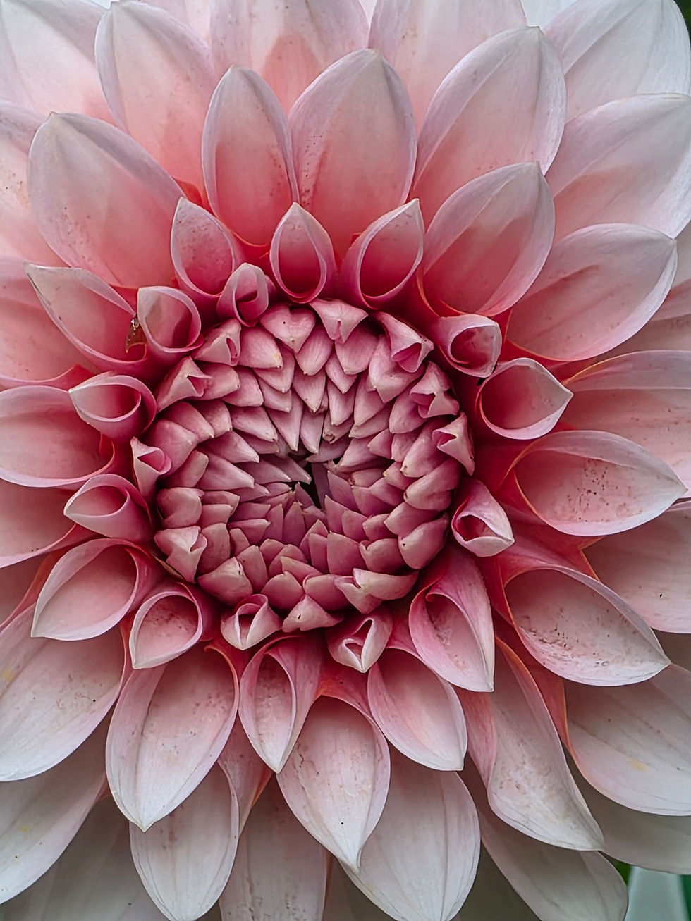 Thumbnail: RM Baby Girl Dahlia Tuber for Sale