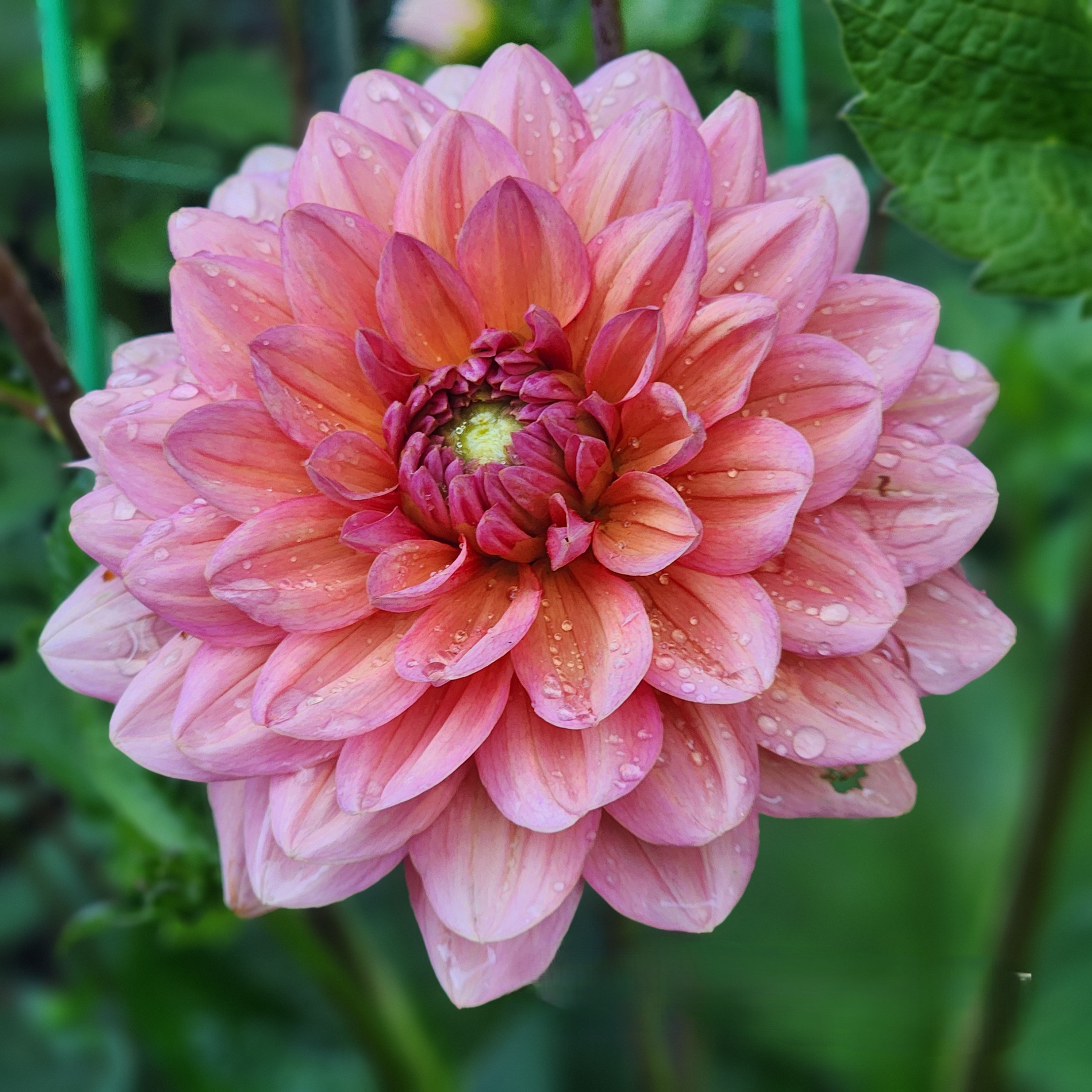 Salmon Runner Dahlia Tuber for Sale