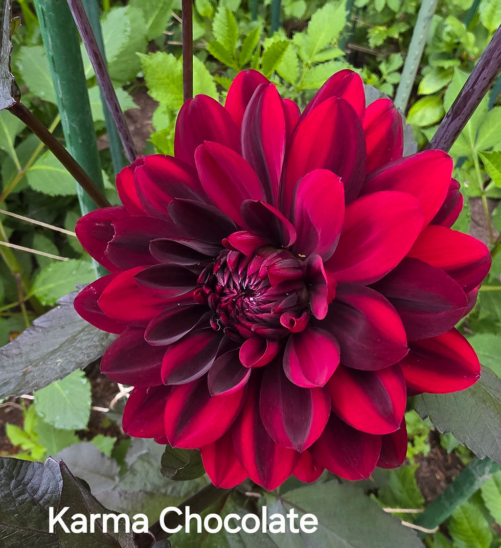 Thumbnail: Karma Chocolate Dahlia Tuber for Sale