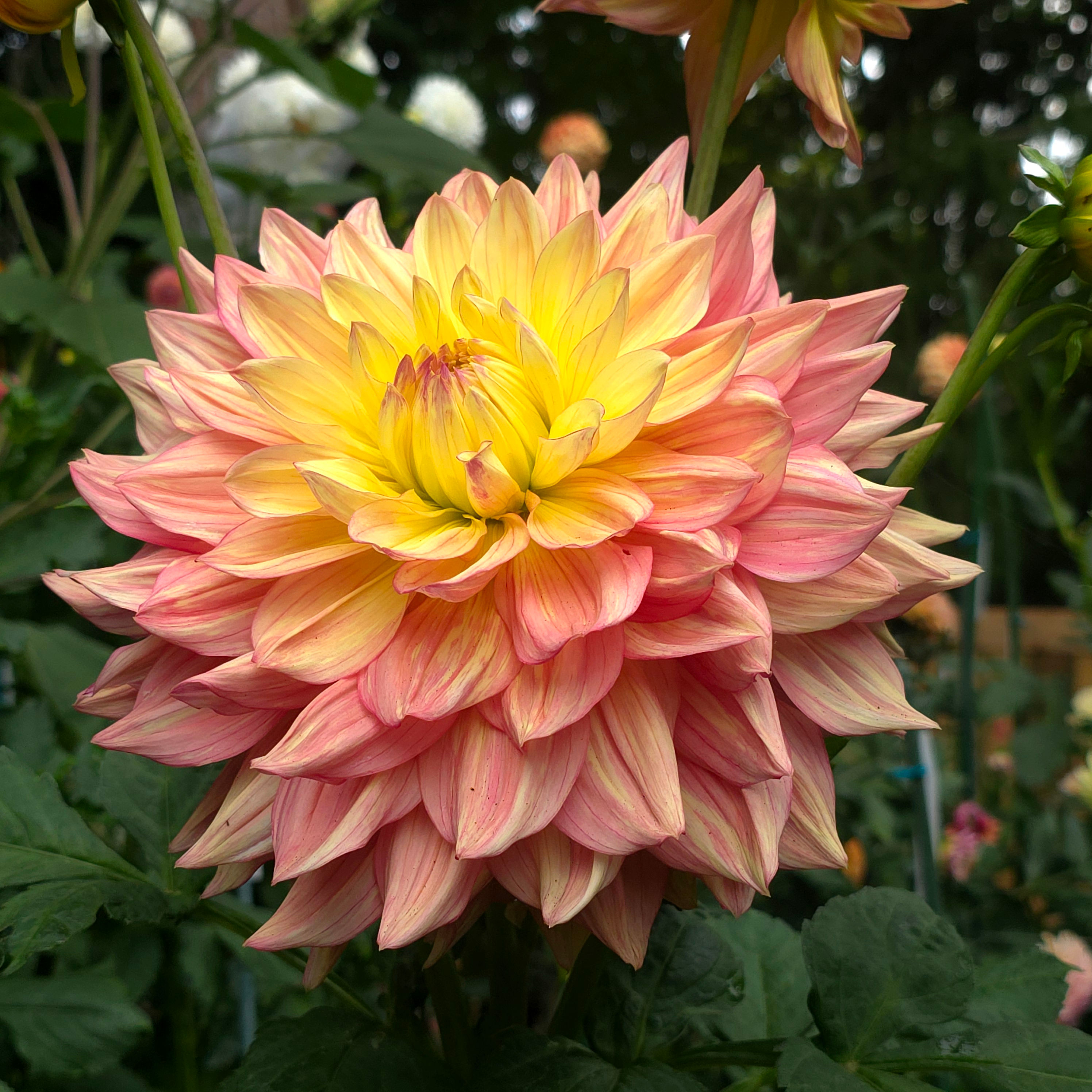 Wanda's Aurora Dahlia Tuber
