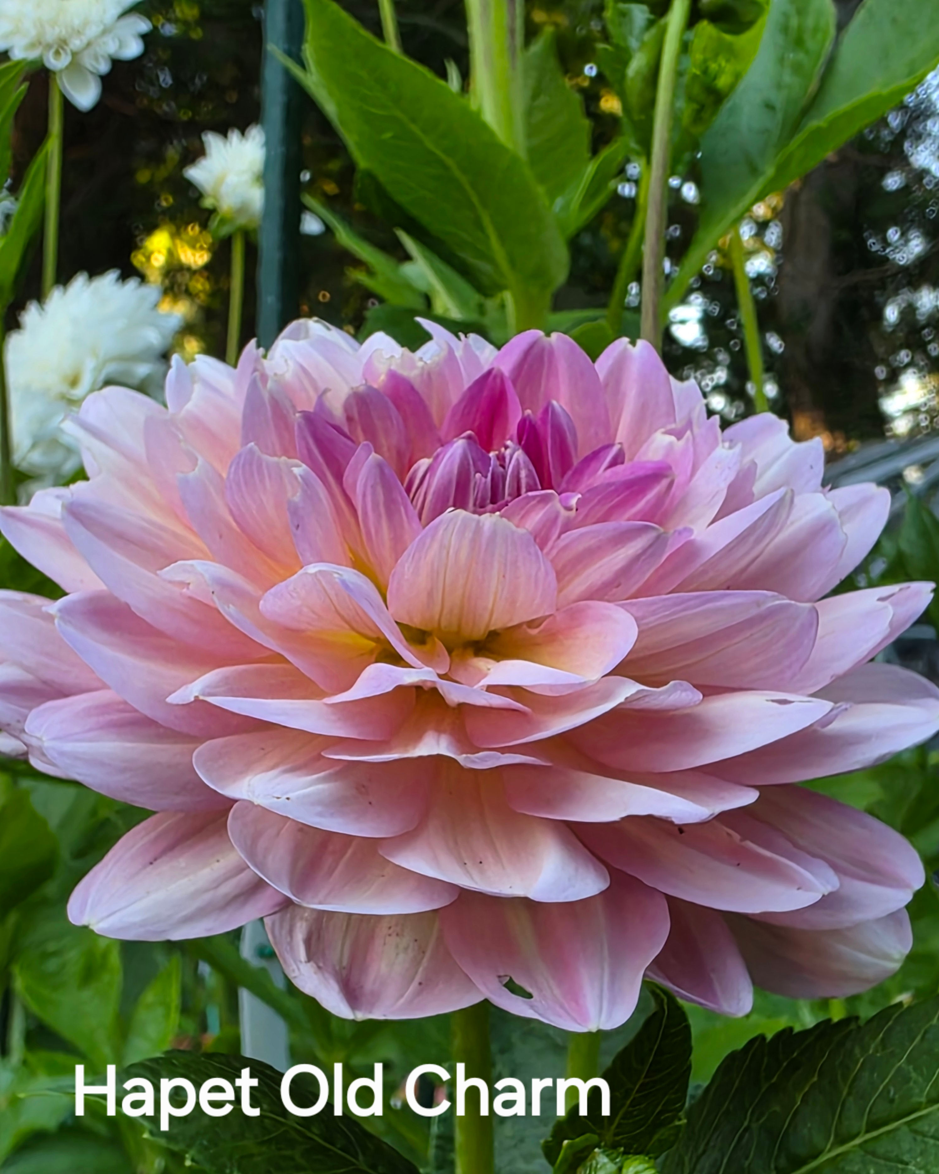 Hapet Old Charm Dahlia Tuber for Sale