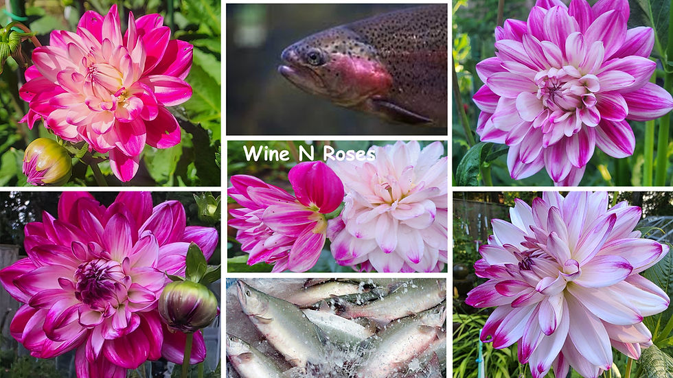 Wine N Roses Salmon-Dahlia Palette