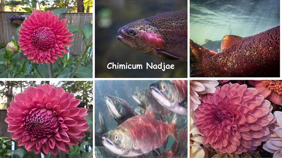 Chimacum Nadjae Salmon-Dahlia Palette