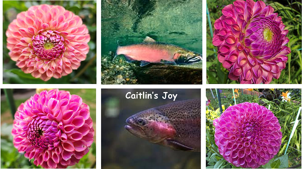 Caitlyn's Joy Salmon-Dahila Palette