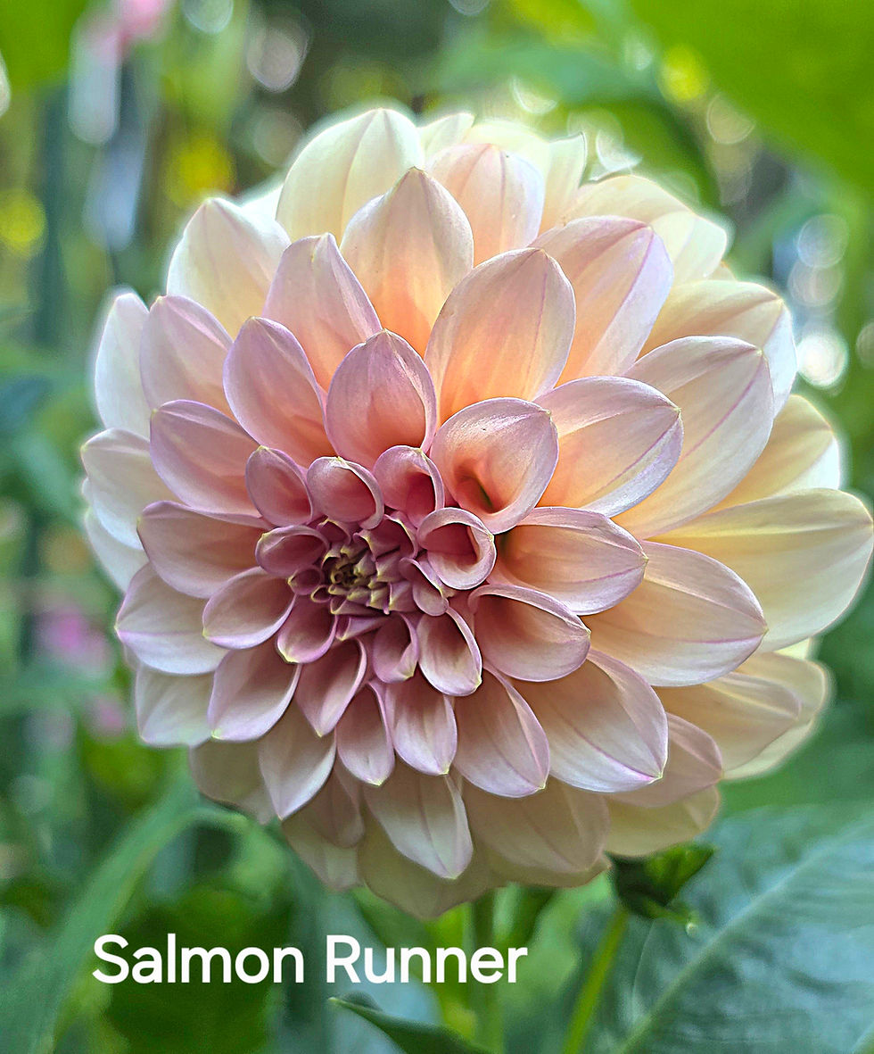 Thumbnail: Salmon Runner Dahlia Tuber for Sale