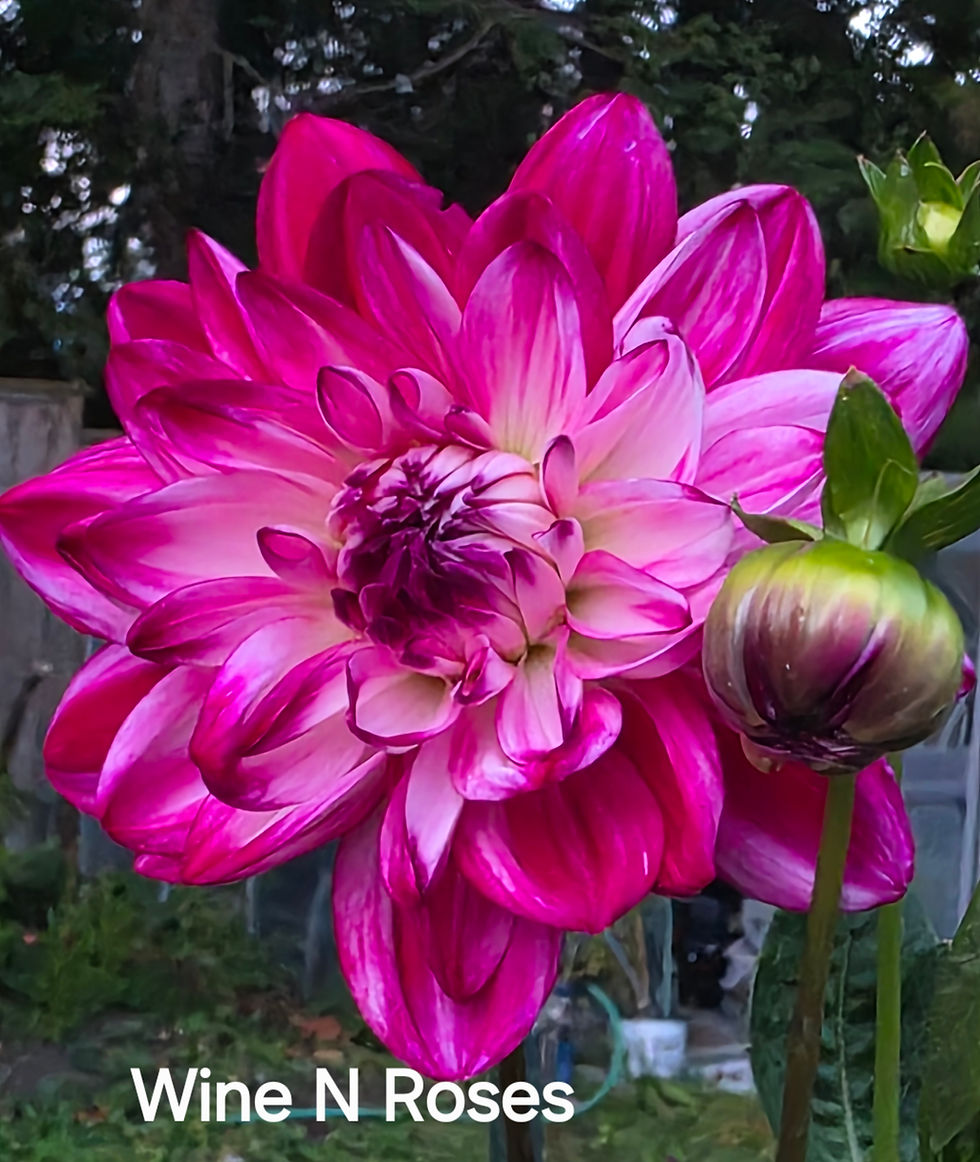 Thumbnail: Wine N Roses Dahlia Tuber for Sale