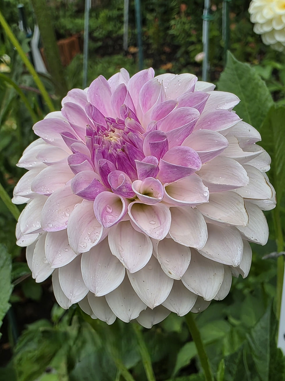 Thumbnail: HH Pollyanna Dahlia Tuber for Sale