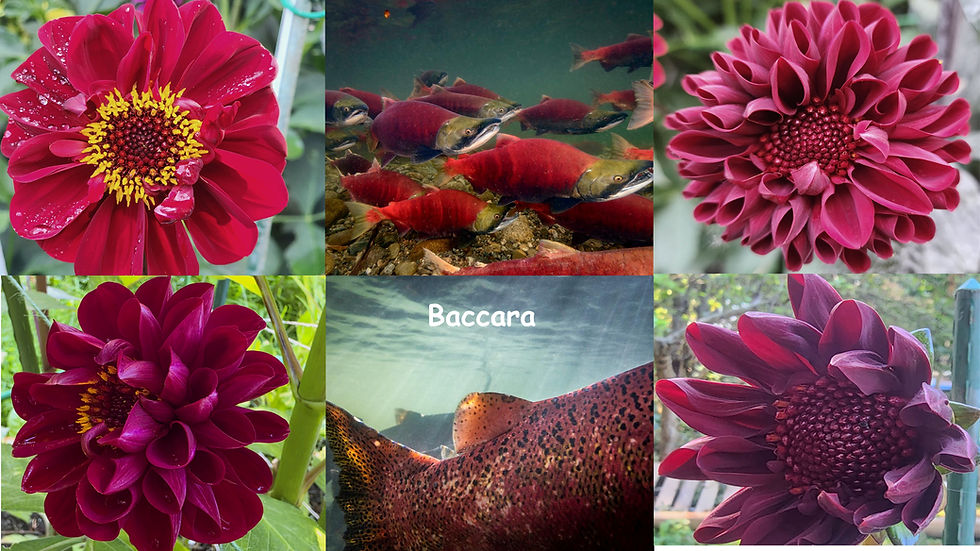 Baccara Salmon-Dahlia Palette