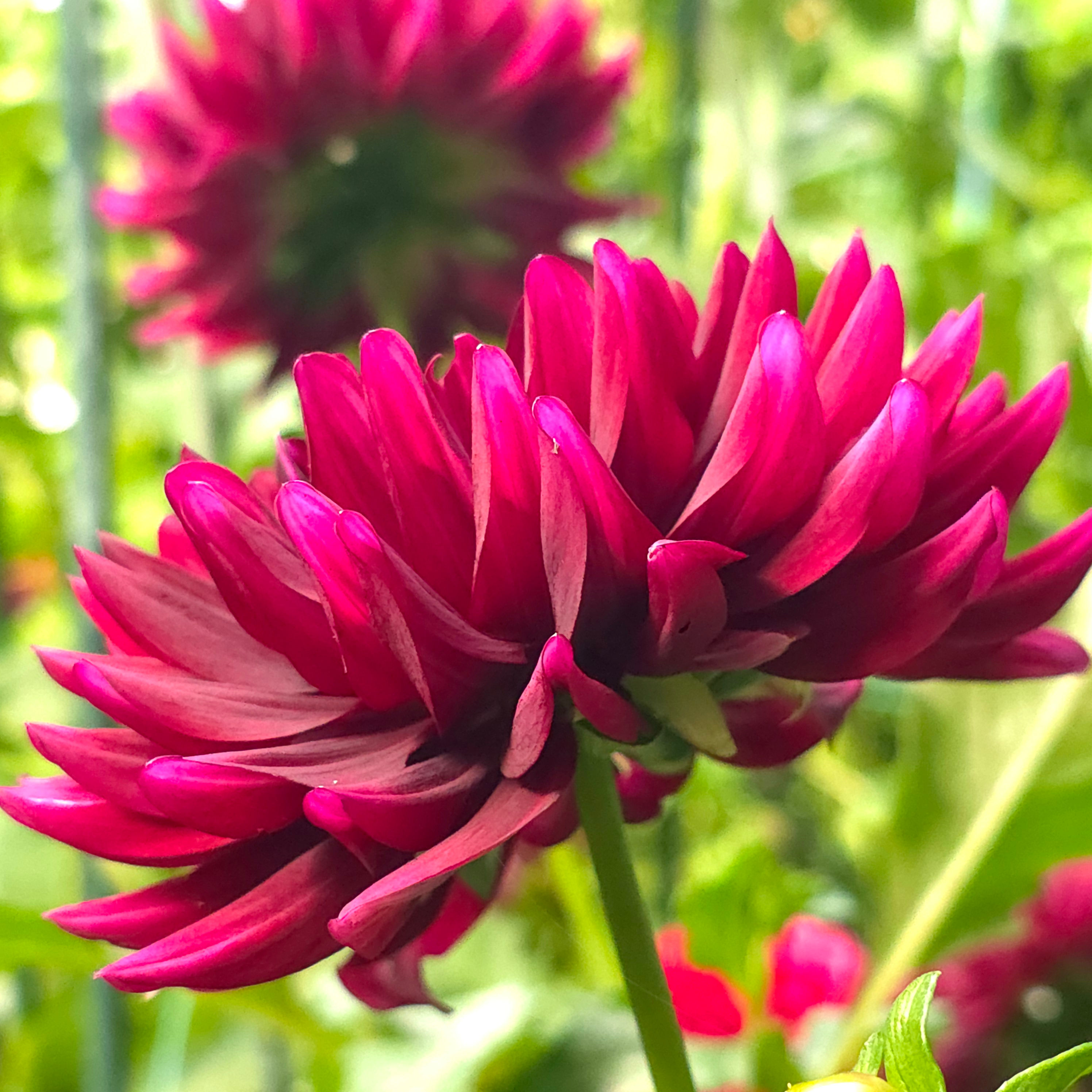 HH Black Beauty Dahlia Tuber