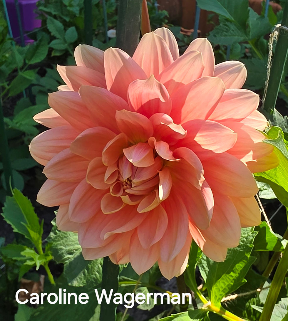 Thumbnail: Caroline Wagermans Dahlia Tuber for Sale